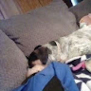 Meet your Posher, Genesis